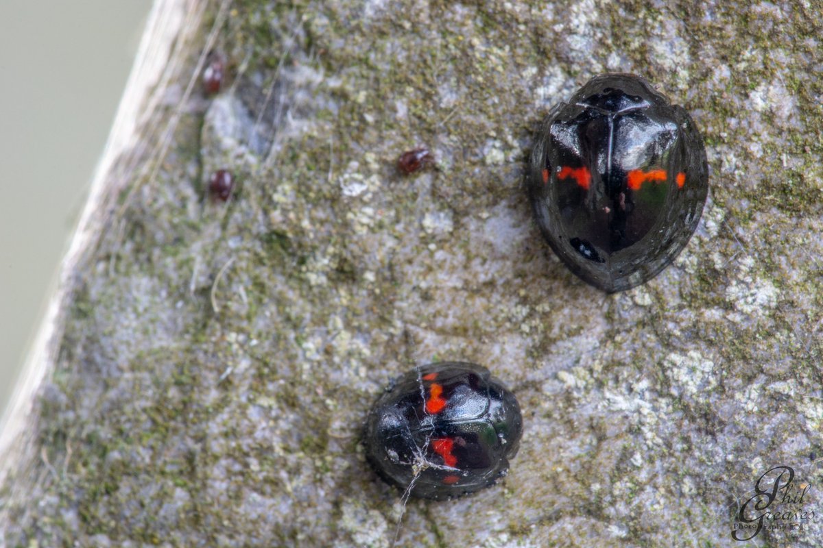PhilipGreaves3's tweet photo. Heather Ladybird (Chilocorus bipustulatus)๐hibernating on a headstone with a few moving about now as the weather warms.
A small species (4-5mm) with rounded body shape.
#ladybug #ladybirds #insect #Macro #Clonmel #marlfield
@BioDataCentre @Owen_Beckett98 https://t.co/SsNi5LeCrz