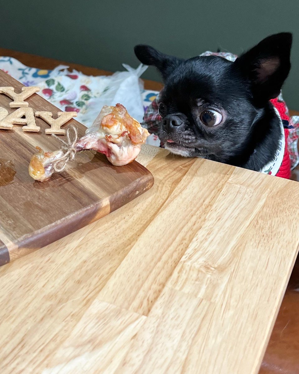 luchaco13's tweet photo. チューリップ(鶏肉の)
と、にらめっこw

#狆チワ
#保護犬
#生まれてきてくれてありがとう https://t.co/b1lPE3eydj