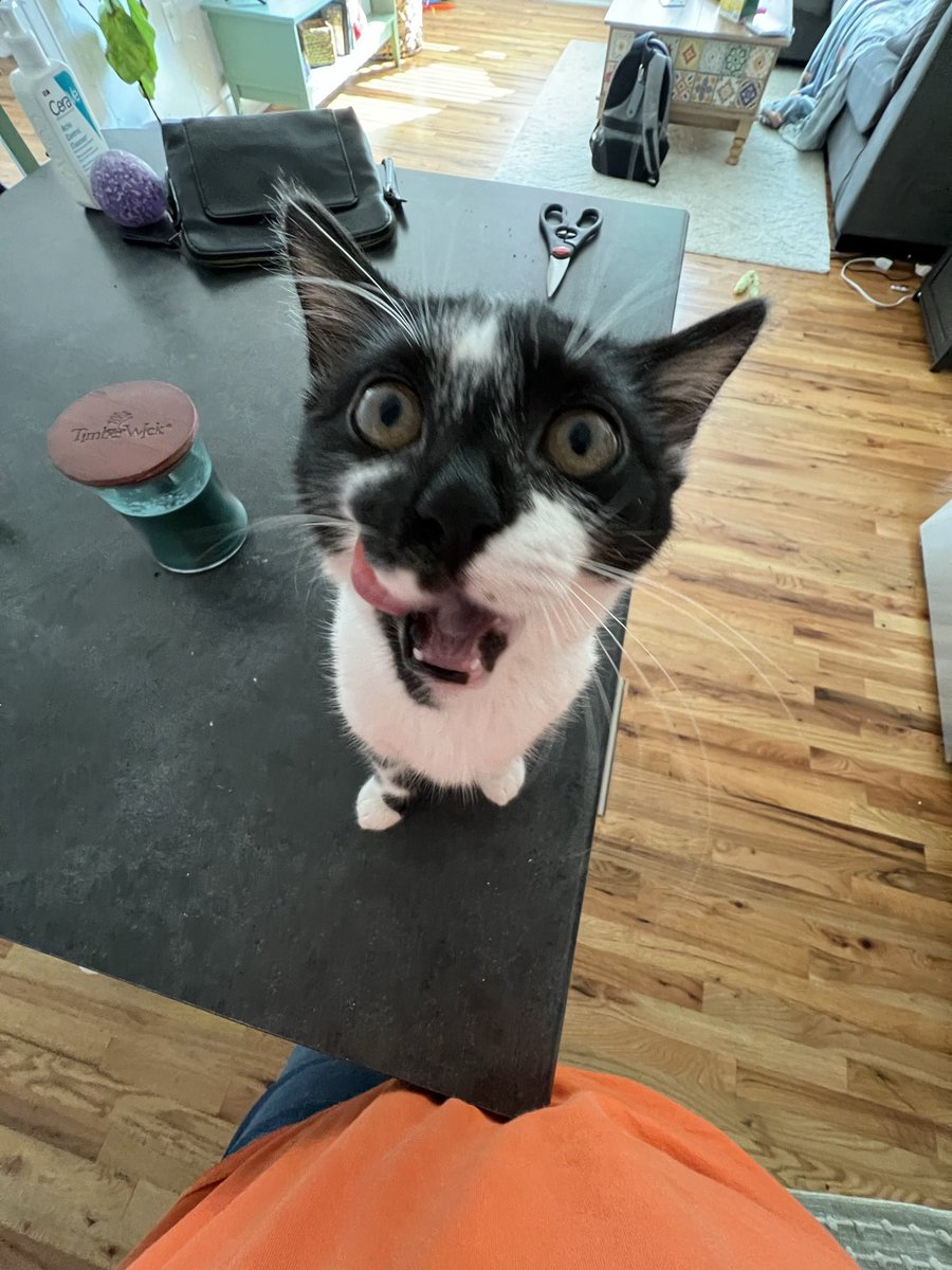 kamack02's tweet photo. @chaoticcatpics @sinnymums https://t.co/446giGVVZn
