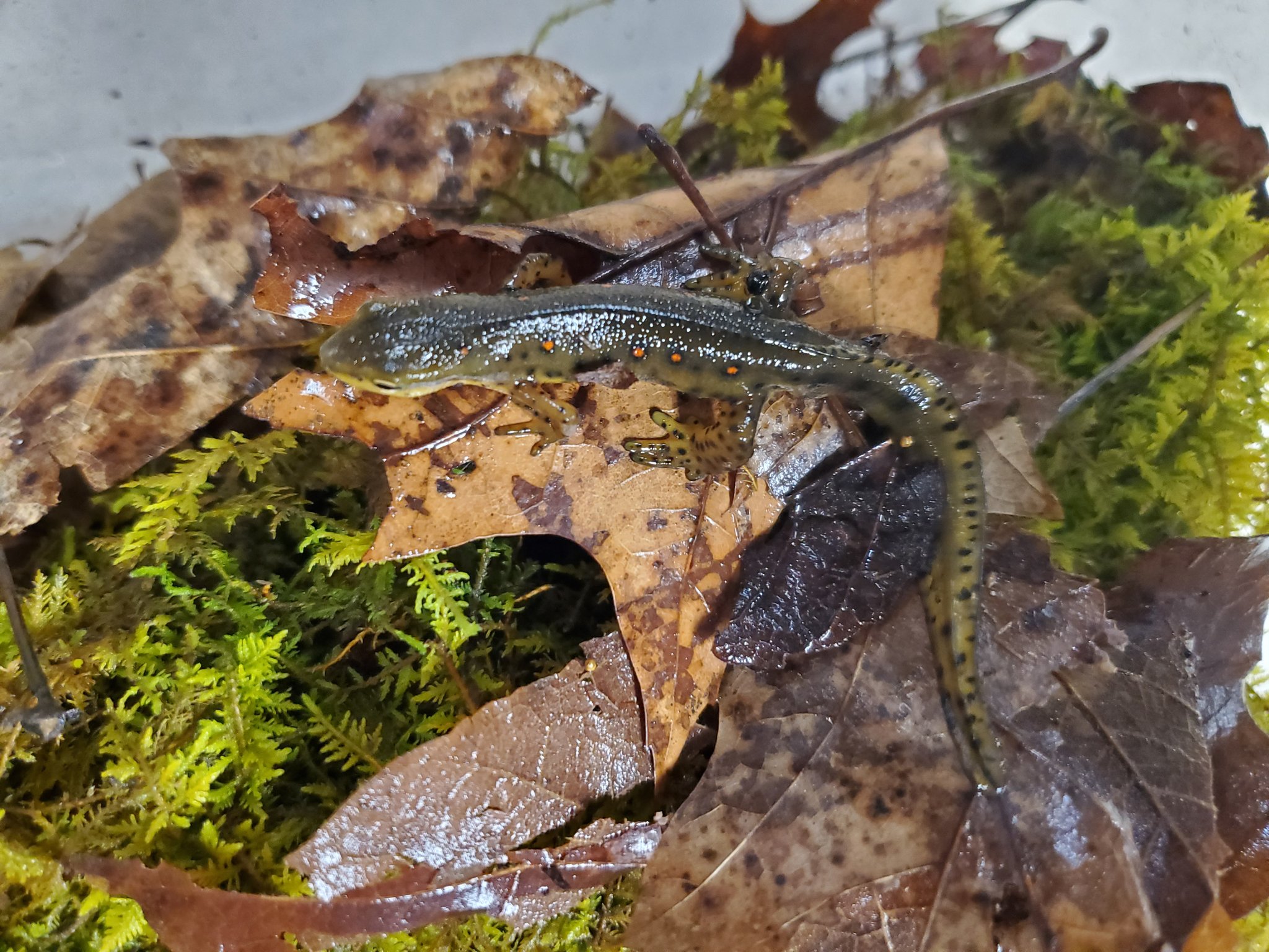 Let's Talk Amphibians on Twitter "Eastern newts (Notophthalmus