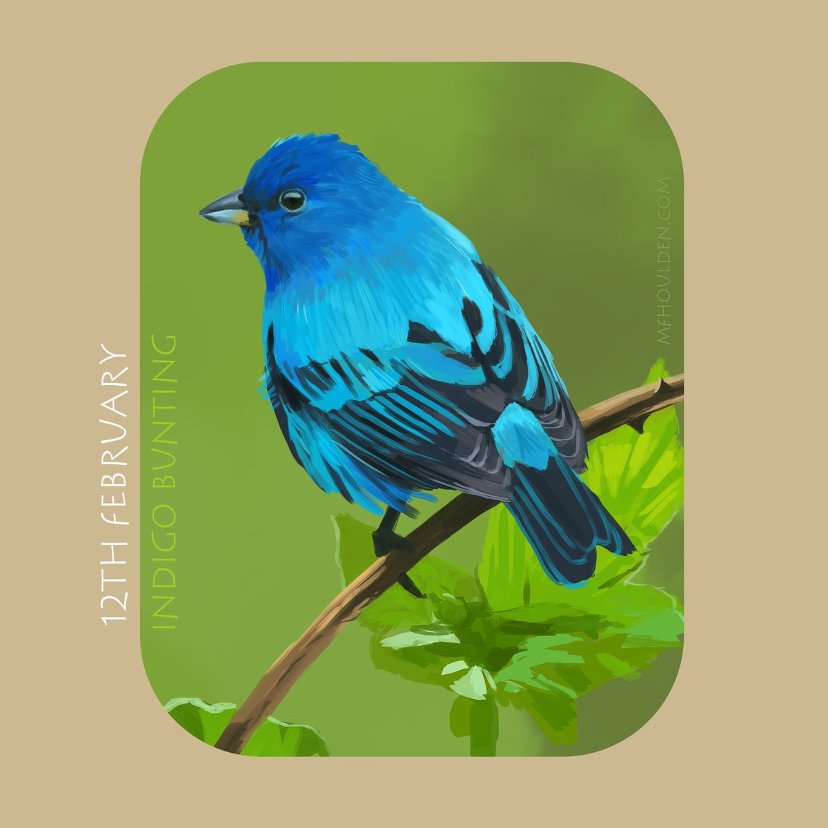 Day 42 2023 - February 11th - Indigo Bunting! Lovely to get a chance to do such punchy colours - would love to see one in real life! #art #noai #humanartist #birds #natureart #digitalart #birdillustration #cute #biodiversity #artnature #bunting #birbs