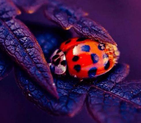 #mariquita #mariquitaslover #mariquitalovers #bugs #bugslover #ilovebugs #insects #sassy #sissymood #photo #fauna #nature #sundaymood #redlover #redmood #ecosistema #insect #bichito #pic