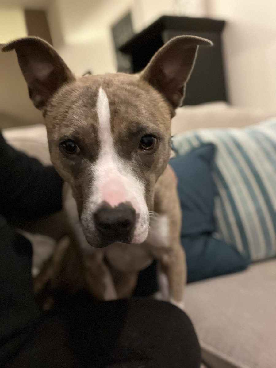 Aussieshell4 tweet media