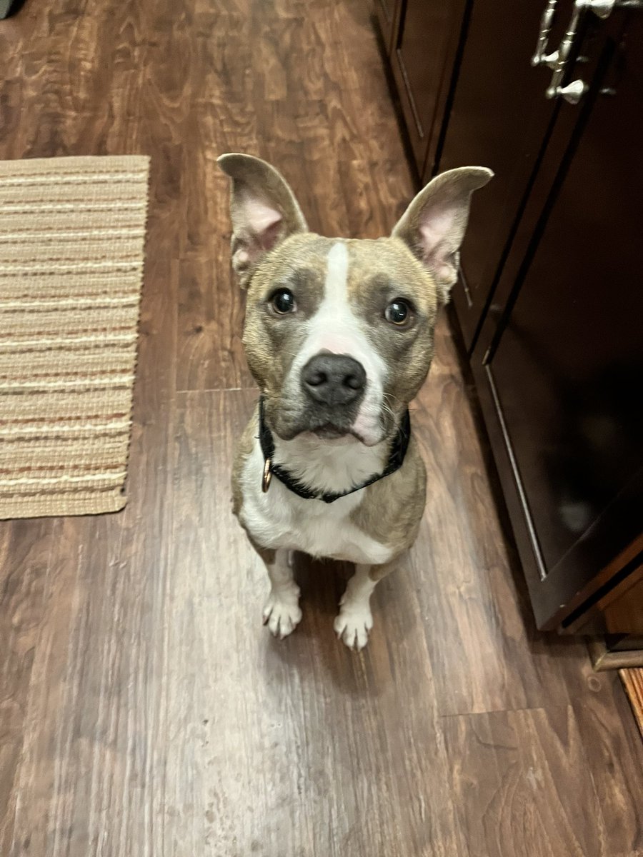 Aussieshell4 tweet media