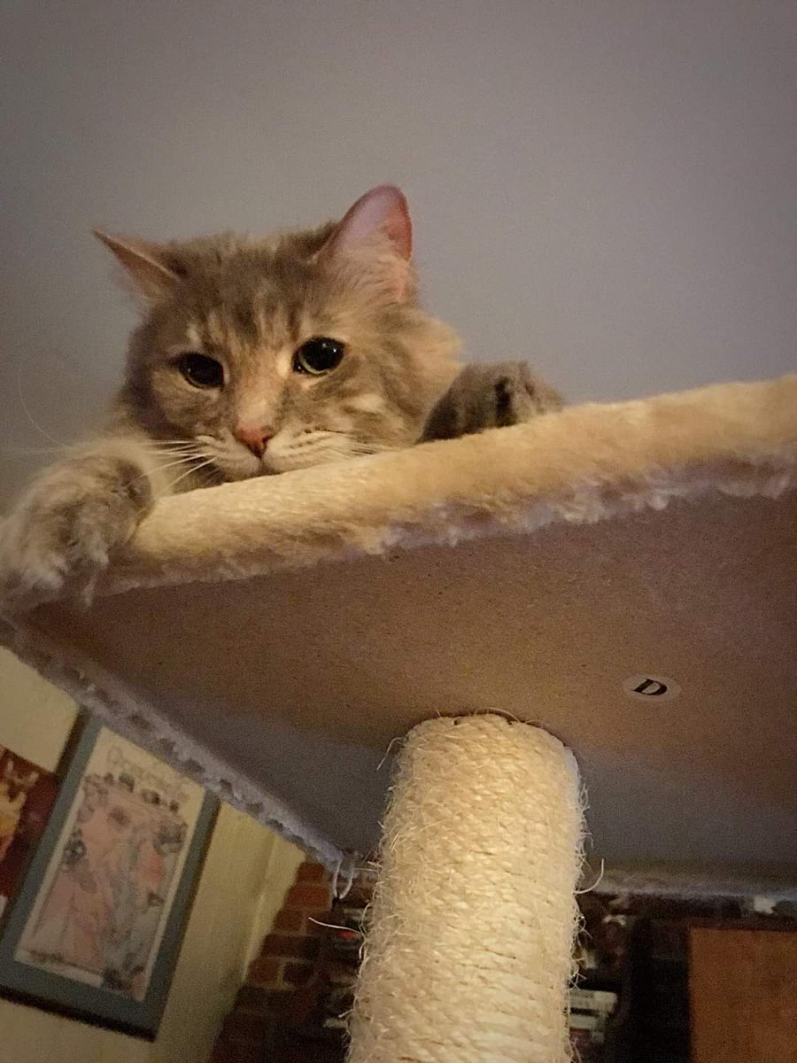 MissPuskar's tweet photo. Sasha says hello! ♥️🐾🌻🌈
#cats #superfluff #diva #Caturday #AdoptDontShop https://t.co/Kq3R90tt3h