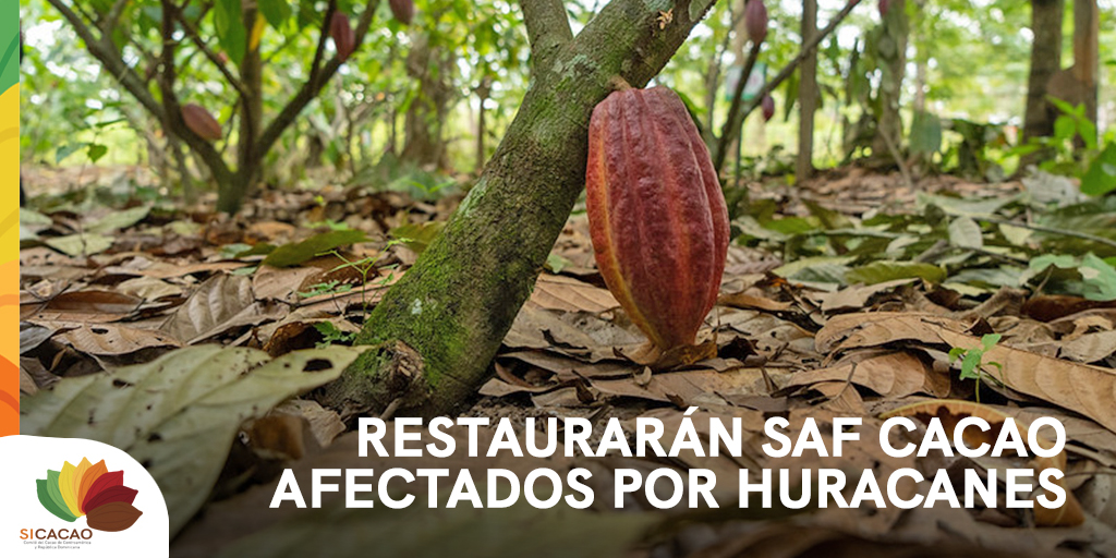 SICACAO1's tweet photo. Productores de la comunidad El Limón #2, en Suina, caribe norte de #Nicaragua, establecerán 25 manzanas (17.61 hectáreas) nuevas de #cacao en el marco de la restauración de Sistemas Agroforestales en áreas que fueron afectadas por los huracanes IOTA y ETA.  @procacao https://t.co/PubA4wRZtO