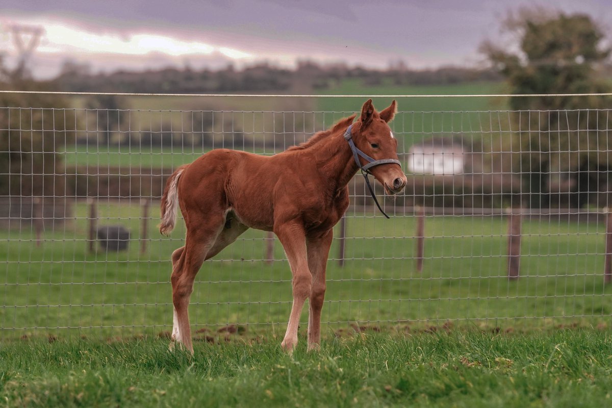 Delighted with our Earthlight colt out of Stone Roses, just 1 week old! 💕

#RPFoalGallery