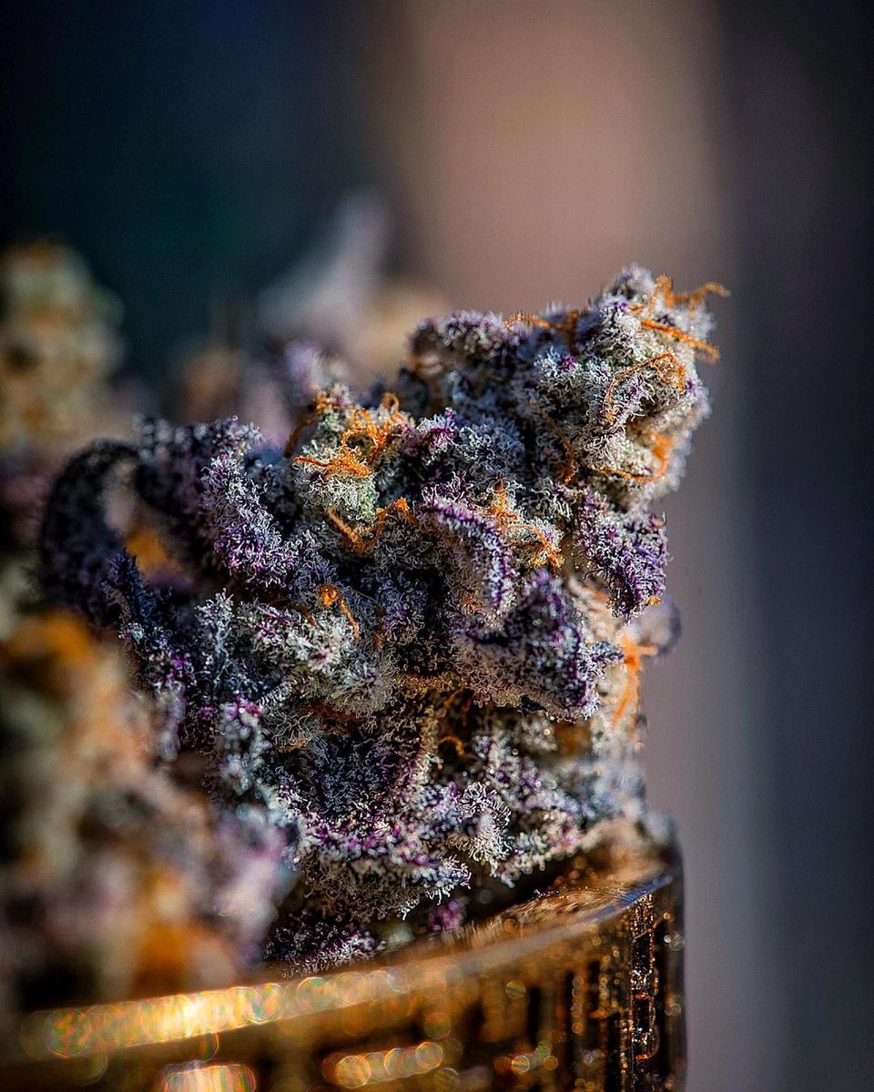 WeedGolD tweet media