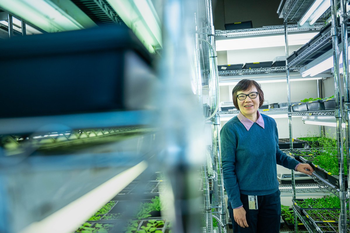 Longstanding MSL member Dr. Xin Li was appointed in Fall 2022 as a Canada Research Chair (CRC) in Plant Immunity. Learn more about Dr. Li's appointment and her research in #PlantImmunity and #FungalPathogen development: bit.ly/3YJSxXQ 

#IDWGS #IDWGIS #WomenInSTEM