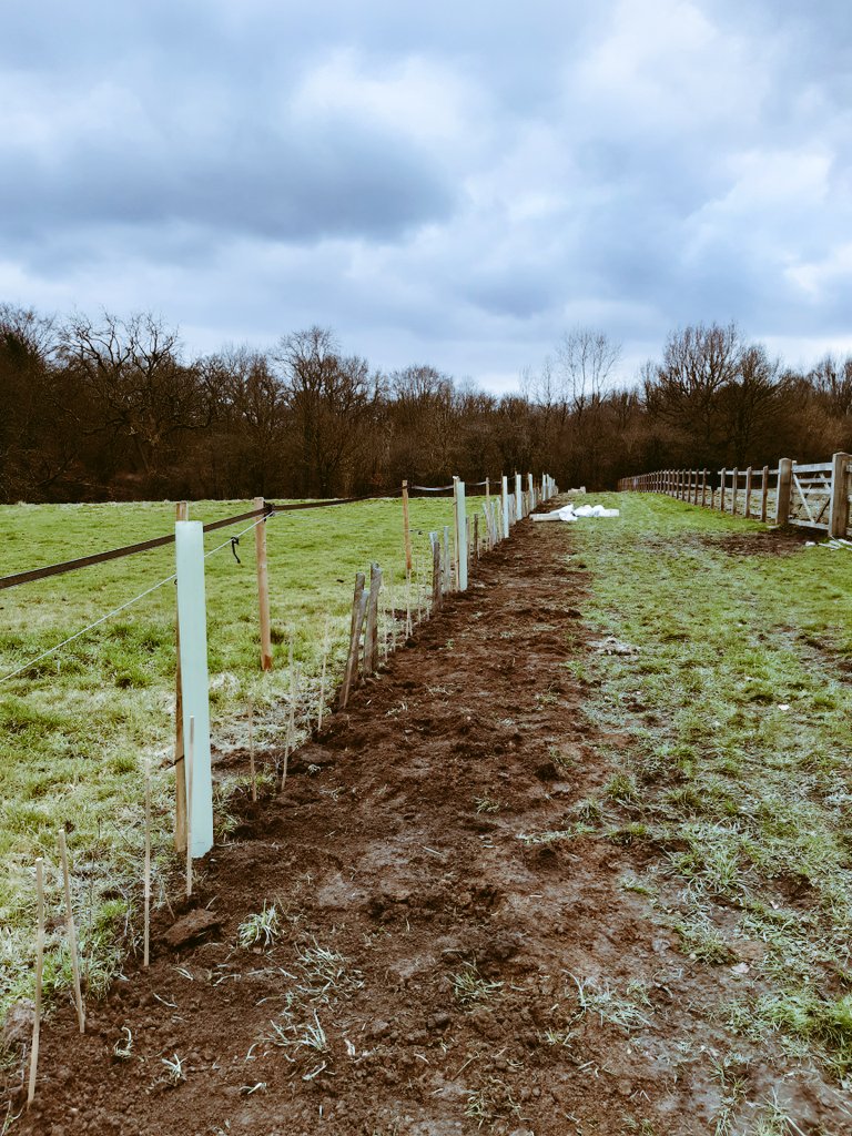 ValleyFarmOWL's tweet photo. Spent the day planting hedges. It will be a very long wait now until we have a stock proof hedge

#hedge #nature https://t.co/aKo02TTyEH