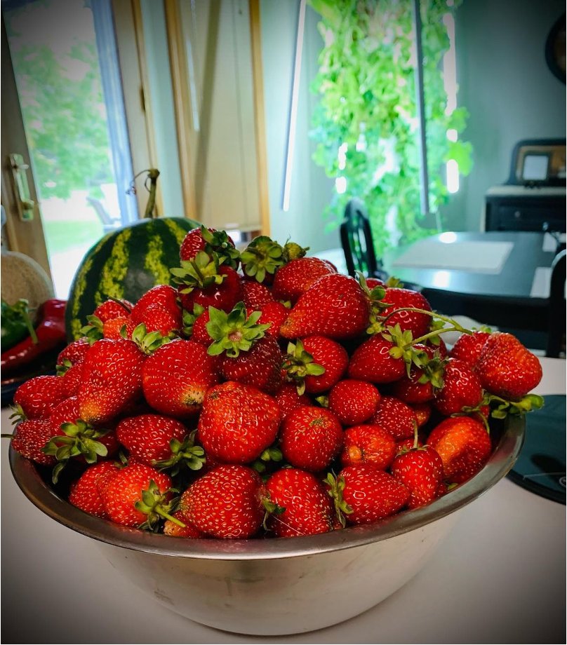 towerfarms_'s tweet photo. This is what freshly picked Tower strawberries look like.
@foxtowers_seedlings have done an amazing job and guess what? You can do it as well!
📸https://t.co/jmFOfTpkbW foxtowers_seedlings

#towerfarmstrue #towerfarms #greenhousefarm #precisionfarming https://t.co/4tZaD8bZGW