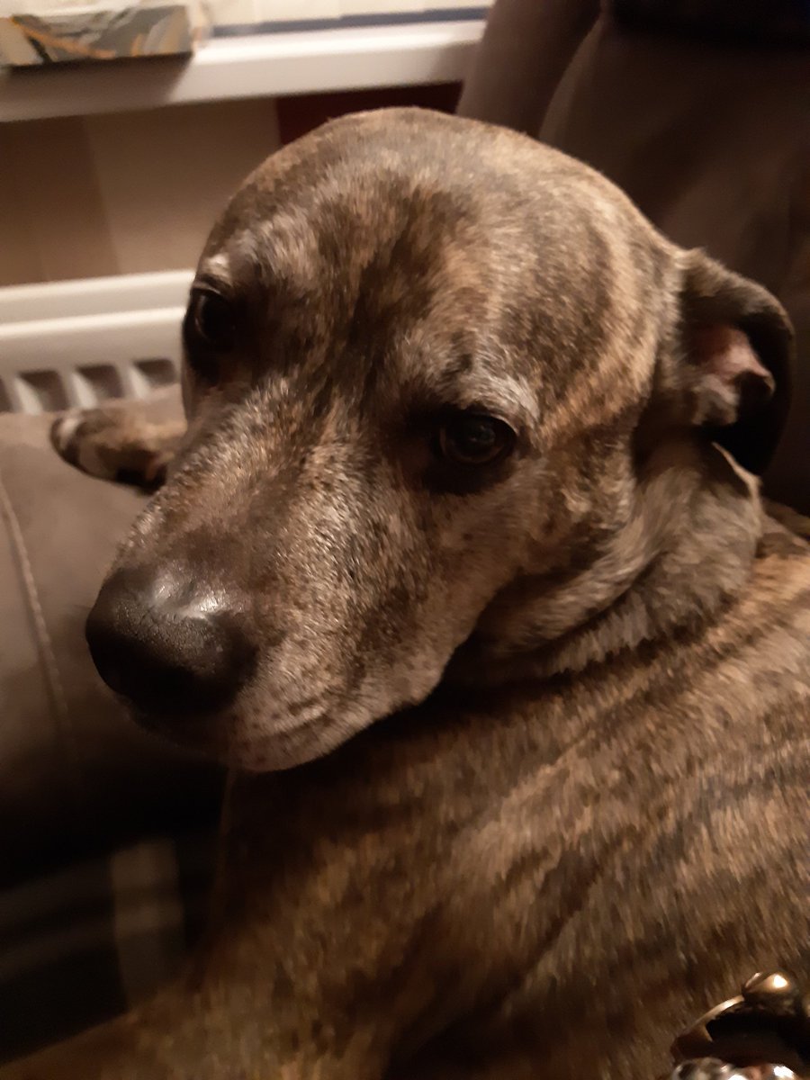 red_puppy_mark's tweet photo. @BipolarBattle @BipolarOwn @Chaos2Cured @TuckerDaleBooth @arthurjack @BadRedheadMedia @MHChat @Madonna @natasha_tracy @nate_postlethwt Rory is a huge support, I'd be lost without him... https://t.co/ZW4SU7R6er