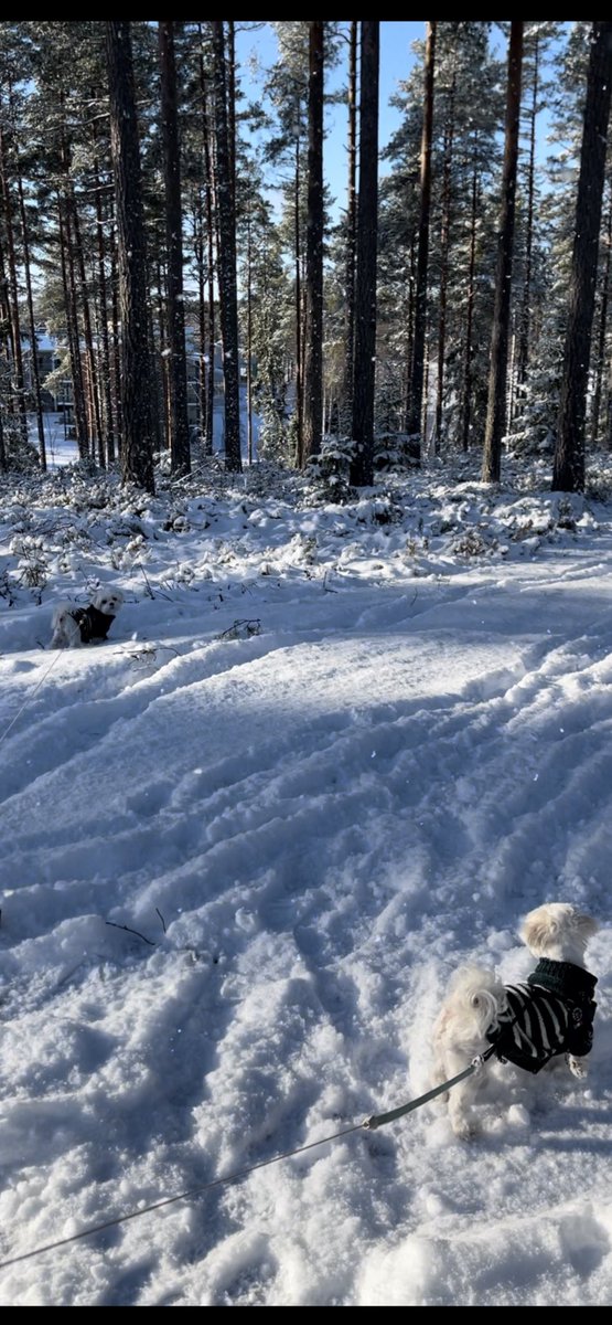 AToivoniemi's tweet photo. Meidän perheen kaikki jäsenet pääsivät työmatkalle tänään ♥️ 3/4 oli mukana Lehmirannan lomakeskuksessa Yhtäkkiä yksin -kurssilla. 

#lehmirannanlomakeskus @elakeliitto #järjestöt #hyvämieli #yhtäkkiäyksin #leskeys #suru https://t.co/l7IGap39lN