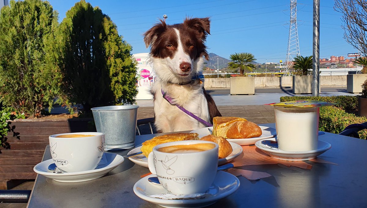 iparatx's tweet photo. Invertir en valor 

El día parecía ir bien para #LaPelirroja  hasta que...

#BorderCollie #Impoluta #Dogwash #Freyja #LasAlitasYElMotor #Shampoo https://t.co/j5Yt2hz4IM