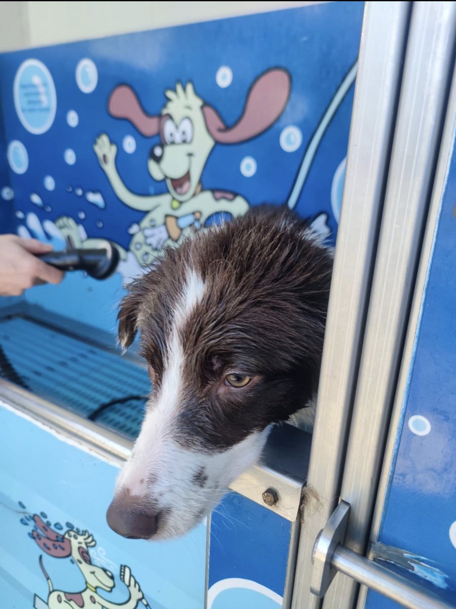 iparatx's tweet photo. Invertir en valor 

El día parecía ir bien para #LaPelirroja  hasta que...

#BorderCollie #Impoluta #Dogwash #Freyja #LasAlitasYElMotor #Shampoo https://t.co/j5Yt2hz4IM