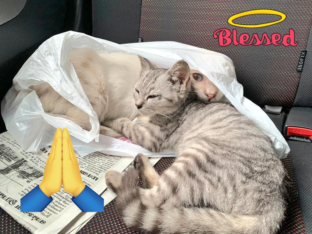 Le_Pple96's tweet photo. Thank you so much for going above &amp; beyond in adopting ths babies 🙏🏻 @_yangyang__ 🥹
So blessed and grateful to know people like you exists in helping ths furry babies find a forever place to be at peace 🕊️ ✨😭
Hope they'll be happy and well taken care of in their new home 🏠 https://t.co/DLyxxvHSiY