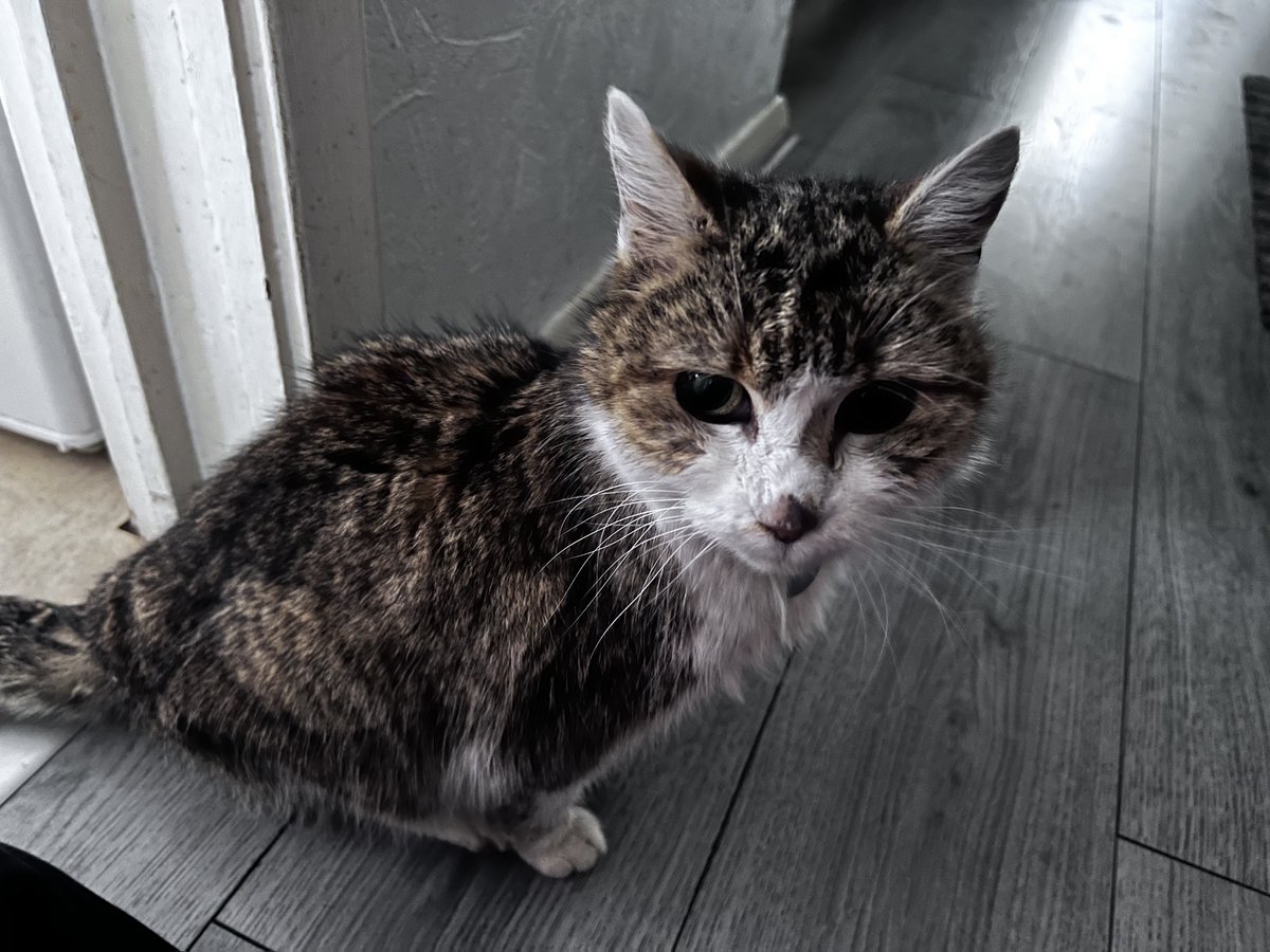 monoXIX_'s tweet photo. After 19 years, we have to say goodbye.
I hope you had the best life my Queen. 
Can’t believe these are the last pictures i’ll ever take of you.

RIP Lilo https://t.co/hBdwKGJG2n