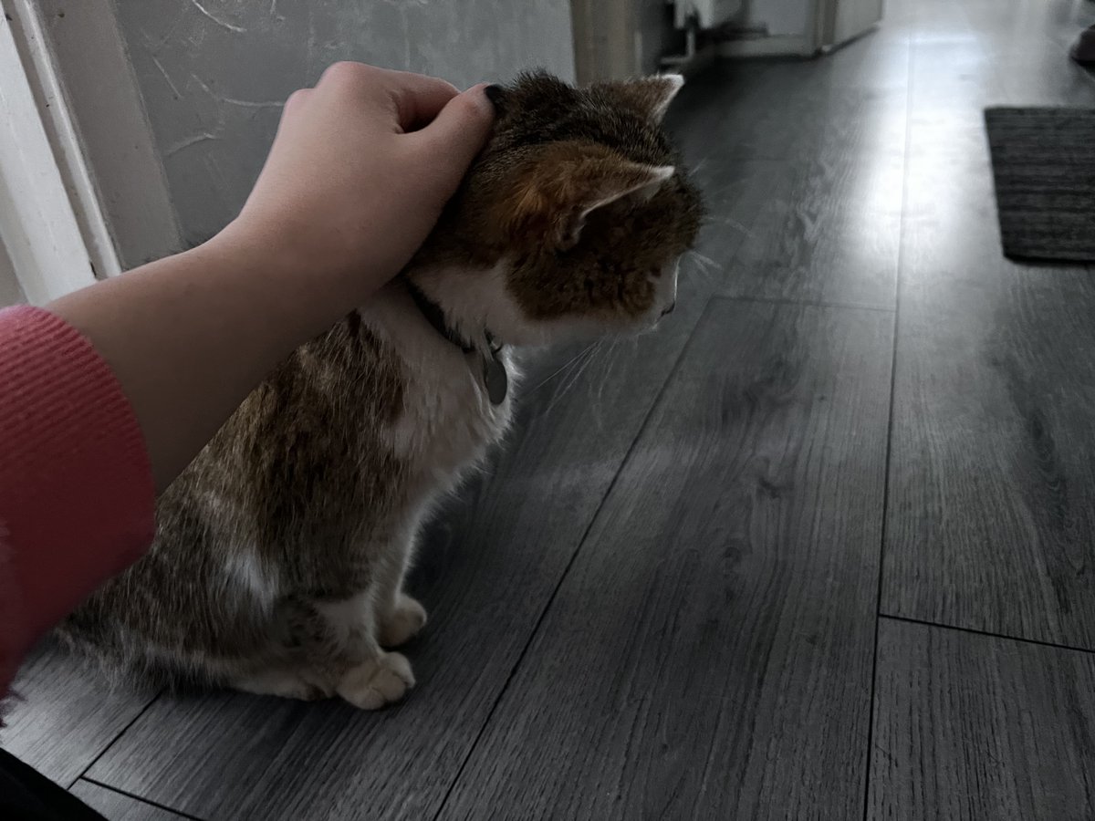 monoXIX_'s tweet photo. After 19 years, we have to say goodbye.
I hope you had the best life my Queen. 
Can’t believe these are the last pictures i’ll ever take of you.

RIP Lilo https://t.co/hBdwKGJG2n