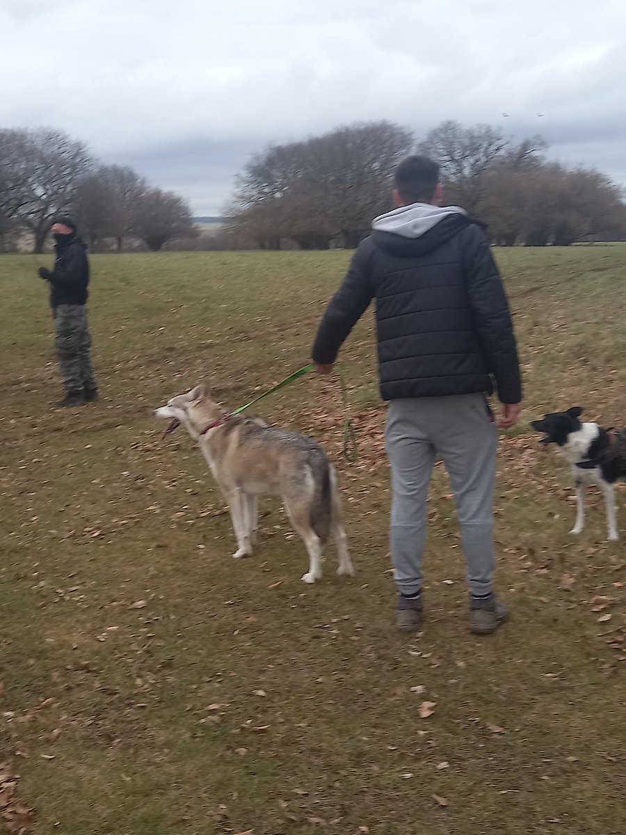 Plainhuntsabs's tweet photo. Royal Artillery Hunt hounds have just attacked dog walker on Salisbury plain police informed https://t.co/PtCH7TL6Fz