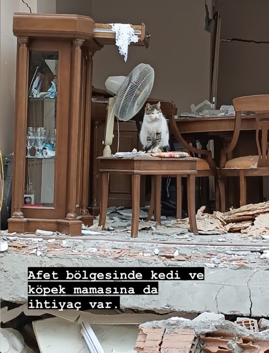 Eecemustundag's tweet photo. Çaresizliğine bakar mısınız? 
HATAY İSKENDERUN Mustafa Kemal Mah. 539 sokak gaffar oğlu sitesinde. Onu kurtarabilme imkanı olan bir gönüllü varsa lütfen korumaya alın lütfen…İstanbul’a aldırıp,klinik kontrolünden geçirip harika yuva bulacağım ona ❤️‍🩹 🙏🏻 https://t.co/ulzGktUVwz