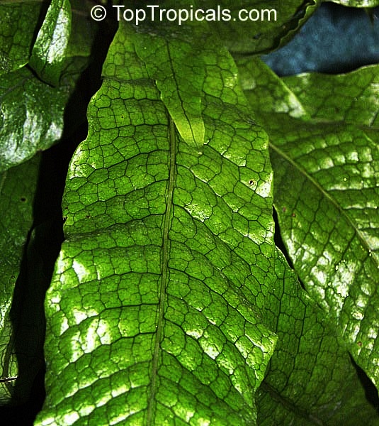toptropicals's tweet photo. #Microsorum musifolium - Alligator Fern is tropical mini-shrub. It has alligator-skin looking leaves. It is perfect as a #houseplant, or planted in locations with live oak, hickory and pine. It is an attractive addition to any landscape.
https://t.co/RU6vHJNMsX
#SaturdayMorning https://t.co/dBjn9U9DOg