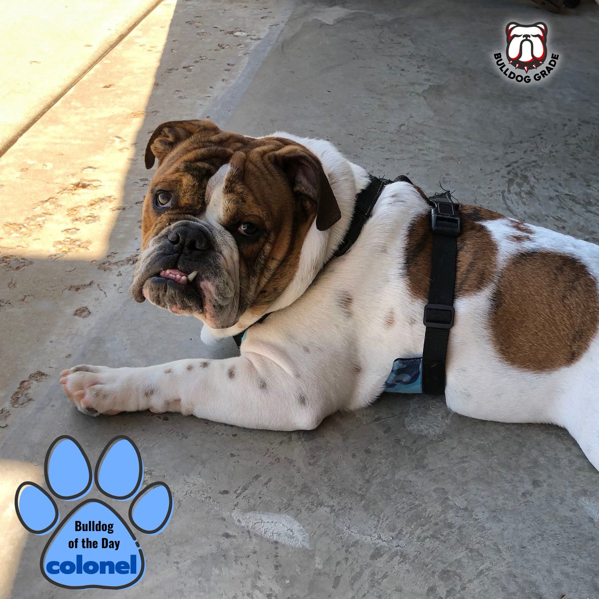 BulldogGrade's tweet photo. Bulldog Of The Day - Colonel! 🐾🐾

#bulldoggrade #bulldogharness #englishbulldog https://t.co/X292zzHM85