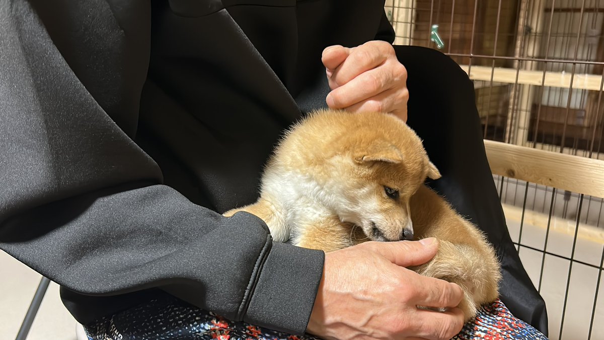 sudadogfarm's tweet photo. This is my fixed position.
#SUDADOGFARM
#shibainu
#cute
#fyp https://t.co/insUwcKWJi