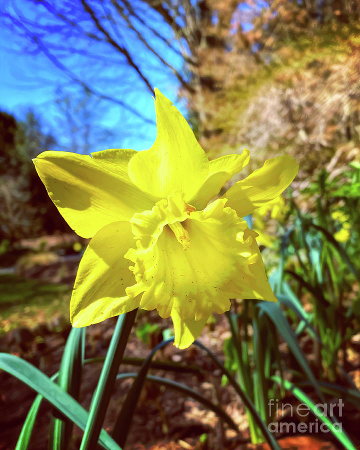 “Daffodils are yellow trumpets of spring.” - Richard L. Ratliff ~  ow.ly/AowY50MQ16B - #ItsSpringInMyHeart #FabulousFlowers ~ ow.ly/mzxc50MQ16C - #NewRiverNature #DelightfulDaffy