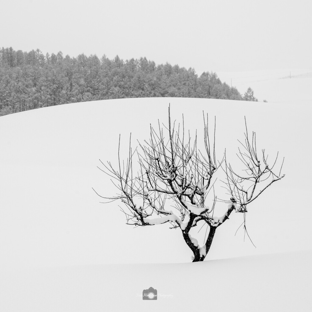 Tree and forest.
群れるか、孤独か。

#japan #hokkaido #tokyocameraclub 
#japan_daytime_view #minimalism #mindtheminimalism #minimalphotography #bnw #bnwphotography #icu_minimalist_bnw #landscape #teampentax #teamricohimaging