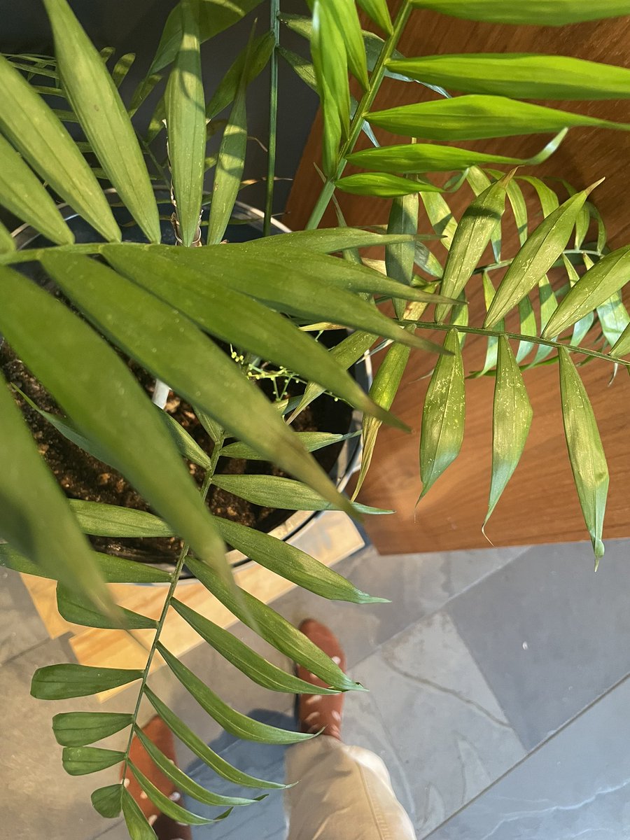 Helga Lóa tweet media