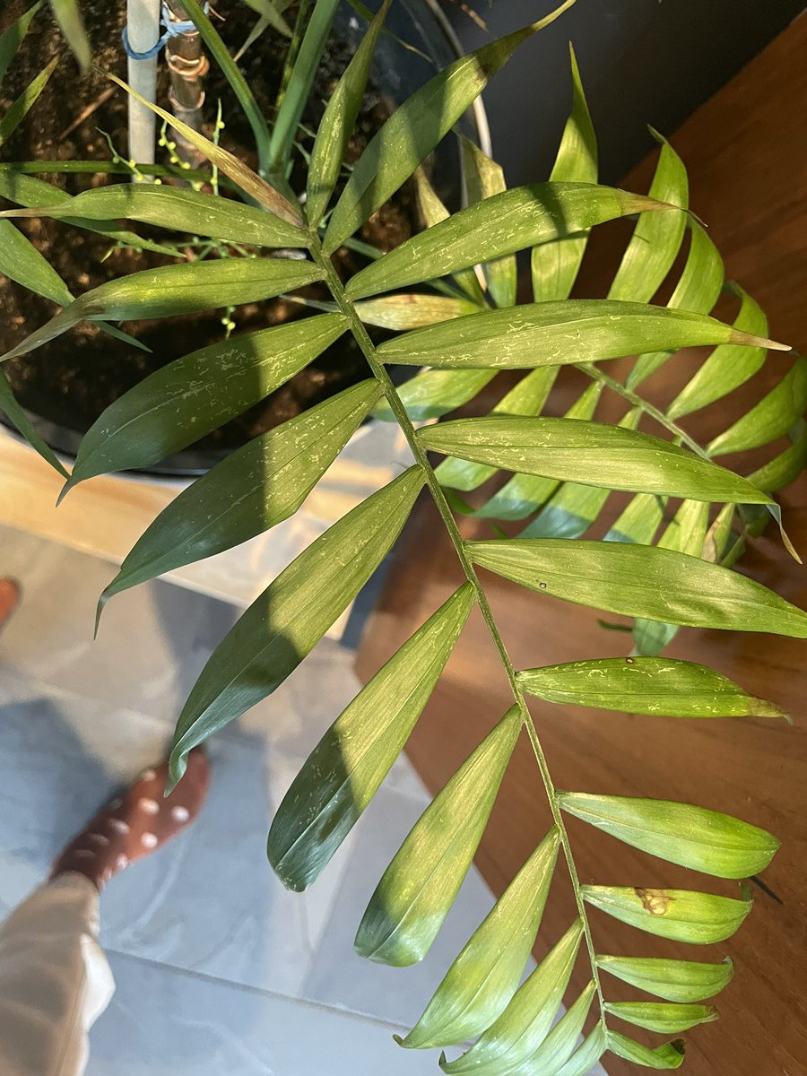 Helga Lóa tweet media