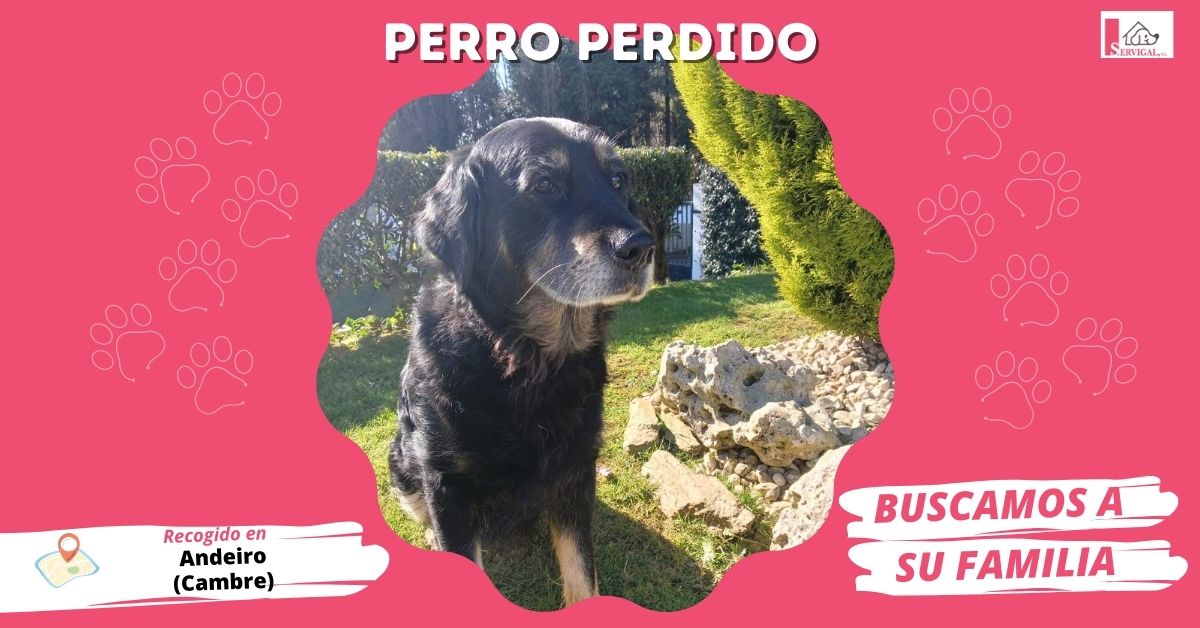 LaceriaServigal's tweet photo. 💔 PERRITAS PERDIDAS 💔
Ayer recogimos a estas dos peludiñas 🐾 en la base de la policía local de @ConcelloCambre tras ser encontradas en #Andeiro.
Son dos hembras, sin microchip, y ya están a nuestro cuidado en las instalaciones de 📍 Limiñón (#Abegondo).
☎ 981 67 90 83 ☎ https://t.co/q1l3DHx4Qb
