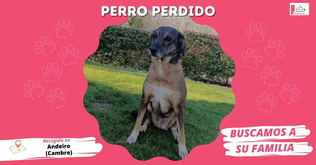 LaceriaServigal's tweet photo. 💔 PERRITAS PERDIDAS 💔
Ayer recogimos a estas dos peludiñas 🐾 en la base de la policía local de @ConcelloCambre tras ser encontradas en #Andeiro.
Son dos hembras, sin microchip, y ya están a nuestro cuidado en las instalaciones de 📍 Limiñón (#Abegondo).
☎ 981 67 90 83 ☎ https://t.co/q1l3DHx4Qb