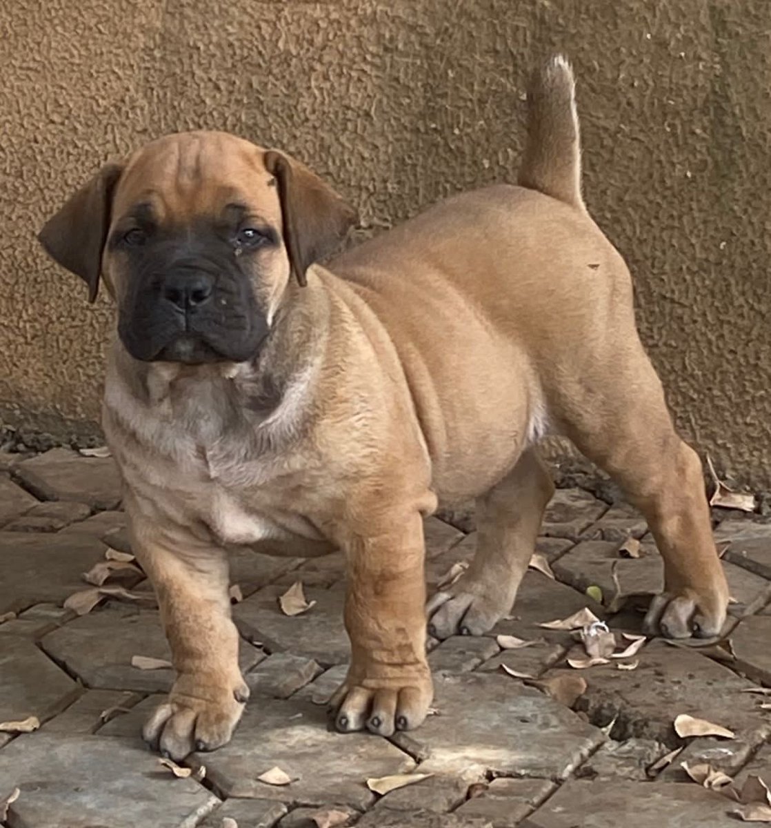 TheBabaAlaja's tweet photo. Available male in abuja for 400k send a dm if interested. https://t.co/WZqozVjZcu