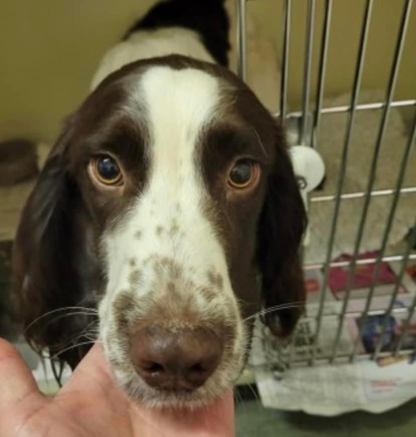 MAX missing TURF HILL in the #NewForest #SP6 SOUTH WEST 8/2/23 

Male liver&amp;white #ESS 
CHIPPED 

Posters already out 

doglost.co.uk/dog-blog.php?d…

<a href="/newforestdc/">New Forest District Council</a> <a href="/BitofDecorum/">Debby Morris 🐕🐾💕</a> <a href="/WaterhousePat/">Pat waterhouse</a> <a href="/bs2510/">beth</a> <a href="/RachaelB100/">Rachael</a> <a href="/JacquiSaid/">Dogs of Tooting 1</a> <a href="/thomp918/">ThomEss</a> <a href="/joannew0112/">Jo Jo</a> <a href="/reggiemollieros/">Lesley White</a> <a href="/gelert01/">GG01</a> <a href="/HunnyJax/">#BePETTHEFTaware</a>