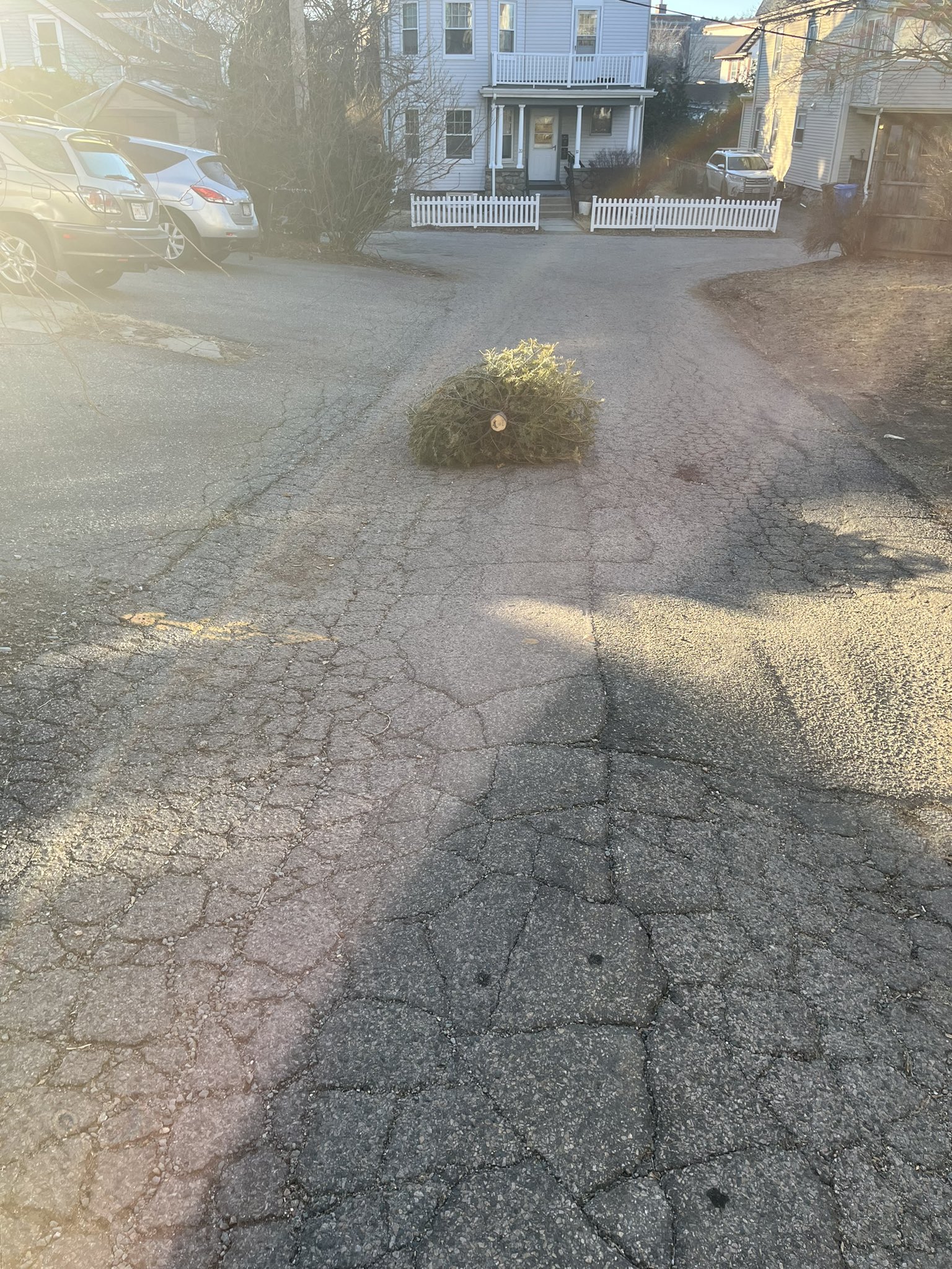 Wally the Waltham Christmas Tree (wallyxmastree) / Twitter