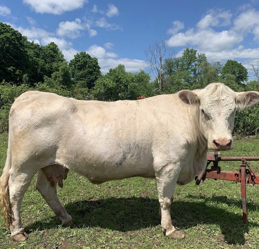 Timweston14's tweet photo. @JeremyClarkson @primevideouk I feel you issue with pepper. I have a 6 year old cow named Petunia that hasn’t been able to raised a calf yet and no one will let me get rid of her. She was my daughters first 4-H calf. I call her the 2000lbs farm dog on Someday Farms https://t.co/ij8hYRKq8H