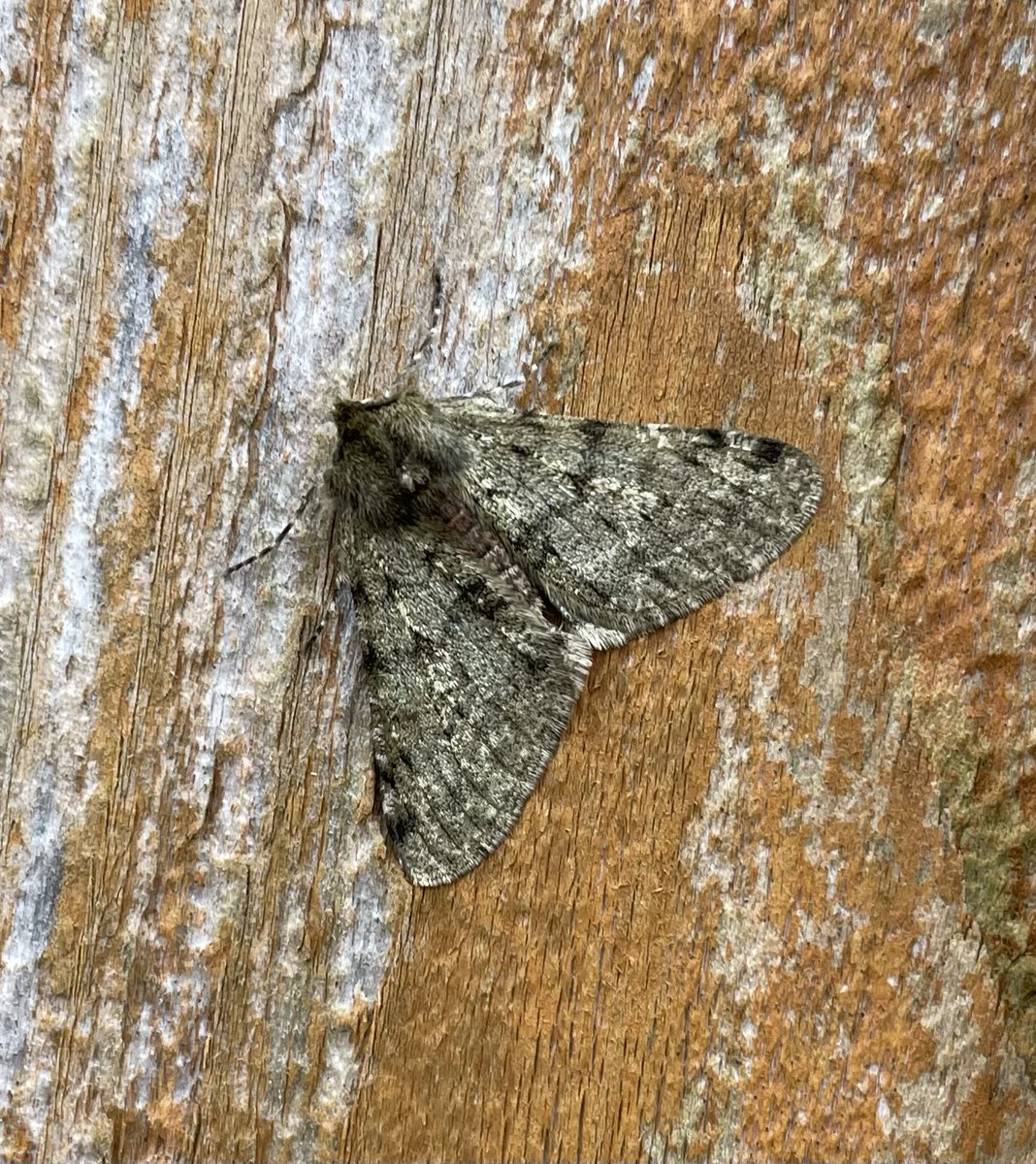 GarryNobbs's tweet photo. It was nice to have this Pale Brindled Beauty come to light last night. https://t.co/H4b26O0UcC