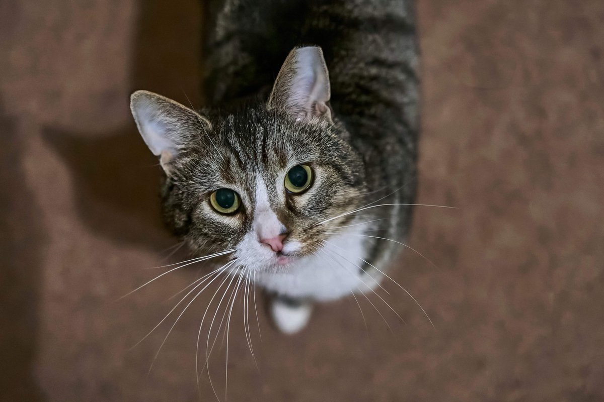 _We_Rate_Cats's tweet photo. This is Jagger. He is about three and mostly just lays around and cuddles. He lived in a barn for a while but has adjusted puuurfectly to being inside. He doesn’t like toys, but treats are a different story. 13/10 his cheeks look like fluffy clouds omfg https://t.co/3qTBJE4upd