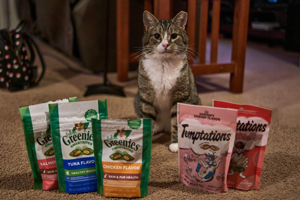 _We_Rate_Cats's tweet photo. This is Jagger. He is about three and mostly just lays around and cuddles. He lived in a barn for a while but has adjusted puuurfectly to being inside. He doesn’t like toys, but treats are a different story. 13/10 his cheeks look like fluffy clouds omfg https://t.co/3qTBJE4upd