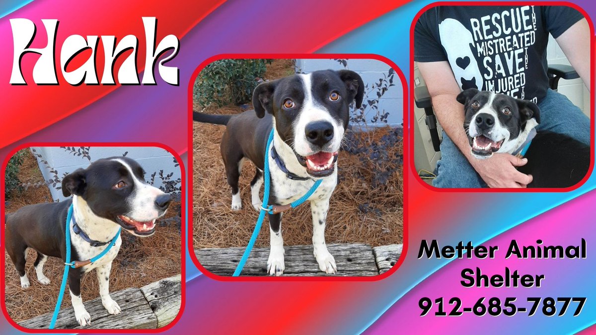 PawsHeartsHands's tweet photo. Hank is approximately 2 yrs old, and charming and loving as he is handsome.  Hank is ready to meet his new family at #MetterAnimalShelter.  #AdoptDontShop #PAWS https://t.co/BODJIN2S1g