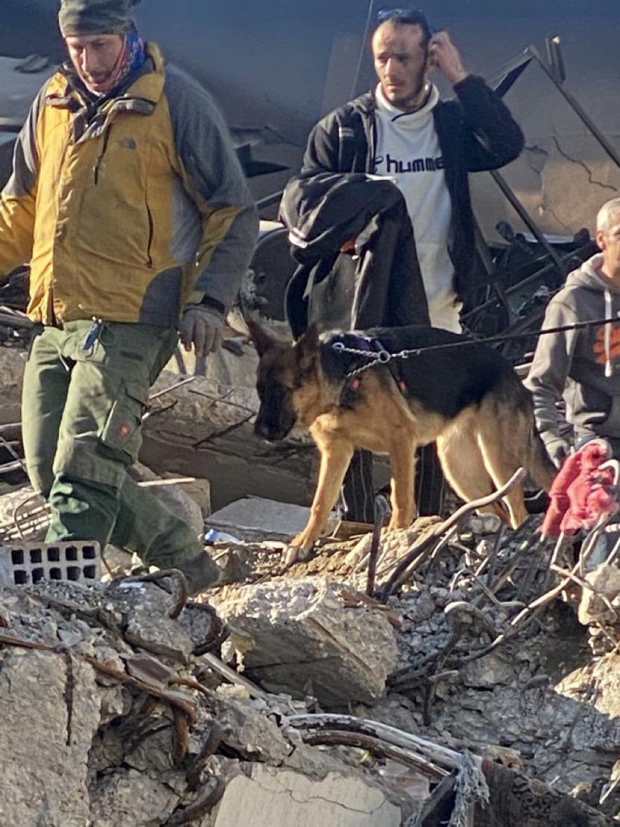 izzetcapa's tweet photo. Arama kurtarma köpeği kahraman Angi depremin dördüncü gününe kadar; tek başına Hatay'da 33 can kurtardı. https://t.co/9QrisMq6uN
