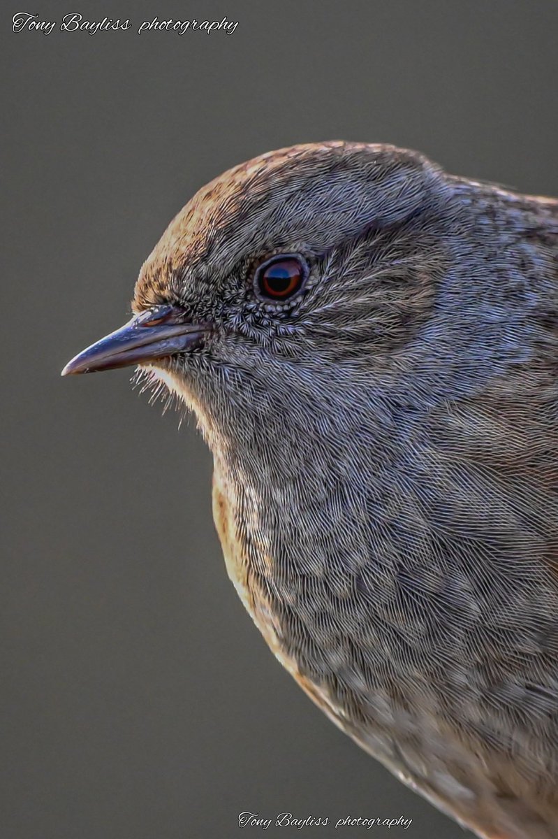 The dunnock (Prunella modularis) ThePhotoHour #dailyphoto #PintoFotografia #photography #fotorshot #Viaastockaday #art #photooftheday #photographer  #portraitphotography #BirdsPhotography #photo #wildlifephotography #BirdsSeenIn2023