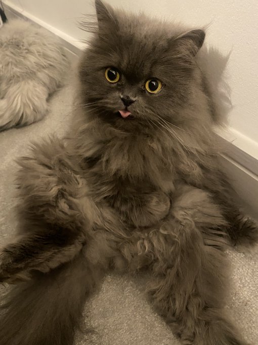 It&rsquo;s Caturday 😻😻😻 😻#Caturday #happycaturday #CatsofTwittter #CatStar 😻 https://t.co/HjLaOgraj0 https://t<a href="/tag/caturday"class="tags">#Caturday</a><a href="/tag/happycaturday"class="tags">#happycaturday</a><a href="/tag/catsoftwittter"class="tags">#CatsofTwittter</a><a href="/tag/catstar"class="tags"><span>#catstar</span></a>