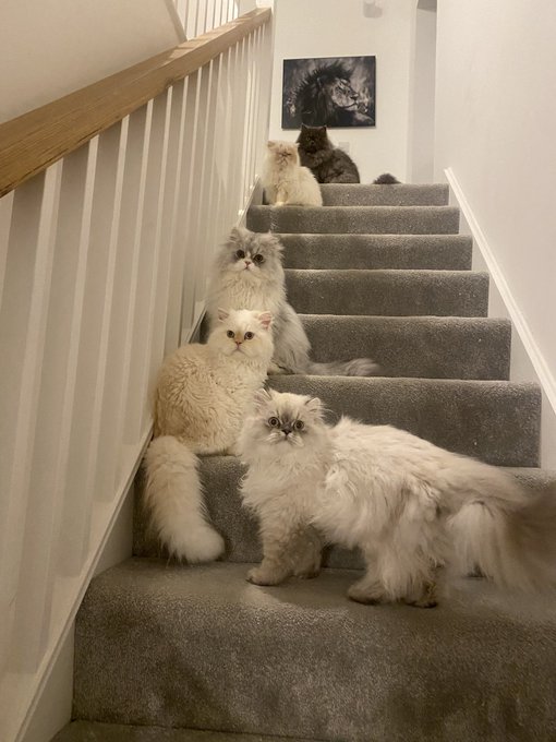 It&rsquo;s Caturday 😻😻😻 😻#Caturday #happycaturday #CatsofTwittter #CatStar 😻 https://t.co/HjLaOgraj0 https://t<a href="/tag/caturday"class="tags">#Caturday</a><a href="/tag/happycaturday"class="tags">#happycaturday</a><a href="/tag/catsoftwittter"class="tags">#CatsofTwittter</a><a href="/tag/catstar"class="tags"><span>#catstar</span></a>