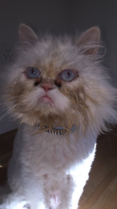 It&rsquo;s Caturday 😻😻😻 😻#Caturday #happycaturday #CatsofTwittter #CatStar 😻 https://t.co/HjLaOgraj0 https://t<a href="/tag/caturday"class="tags">#Caturday</a><a href="/tag/happycaturday"class="tags">#happycaturday</a><a href="/tag/catsoftwittter"class="tags">#CatsofTwittter</a><a href="/tag/catstar"class="tags"><span>#catstar</span></a>