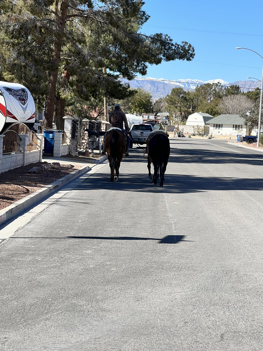 CyberSwitch's tweet photo. Actually saw some horsies on my way home today. https://t.co/sxzdPU7GA5