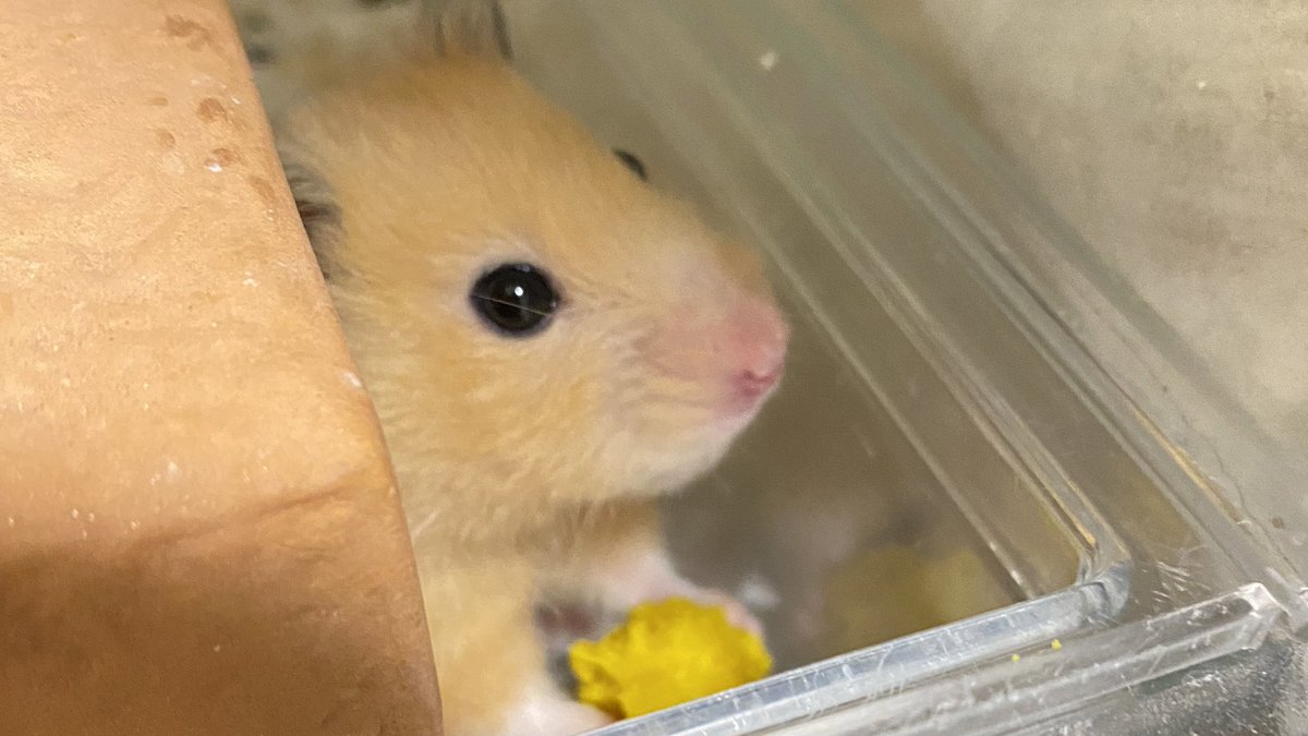 カボチャ₍₍ (ง ◜ω◝ )ว ⁾⁾