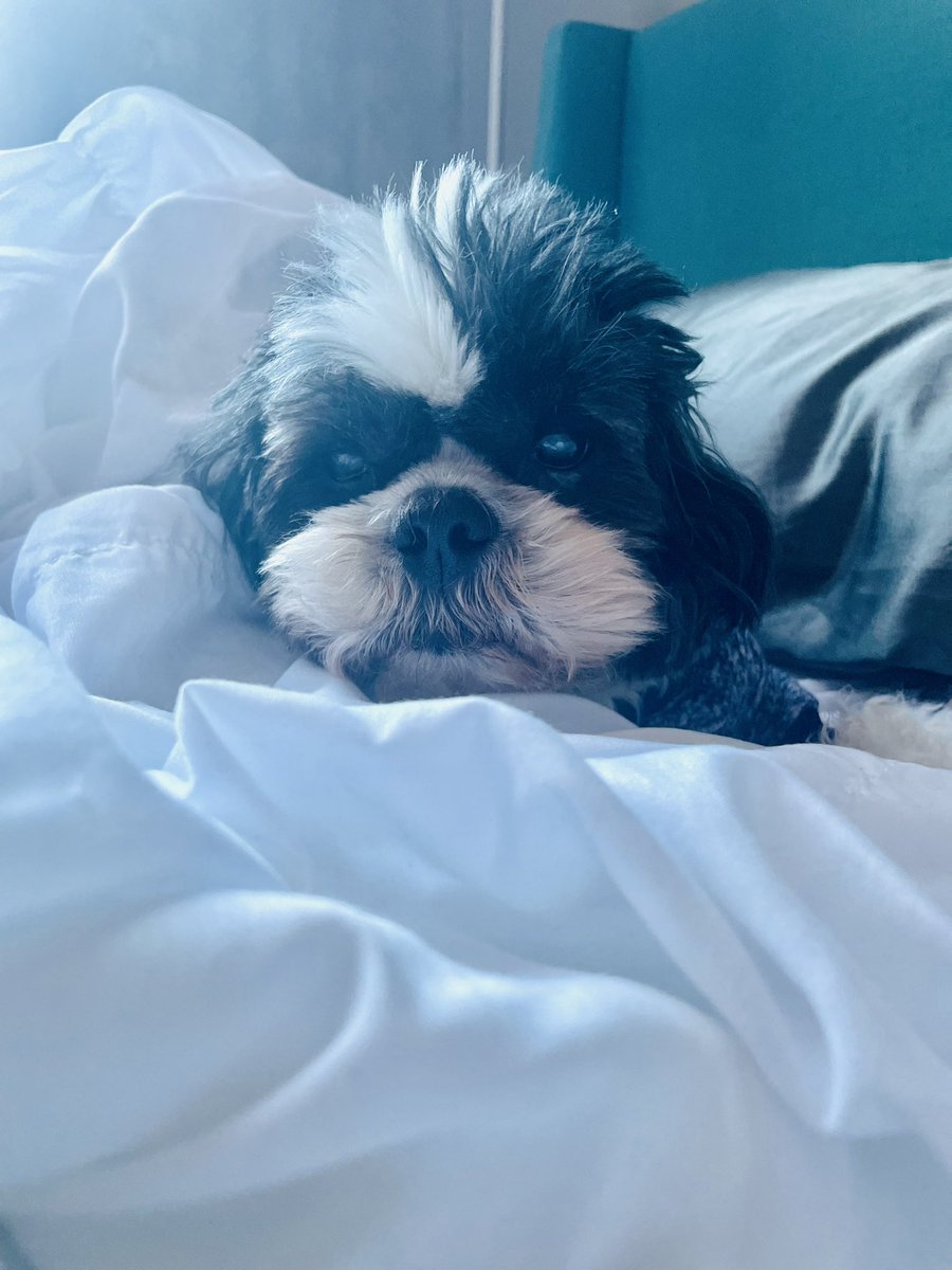 Weekend vibes #thetadogs