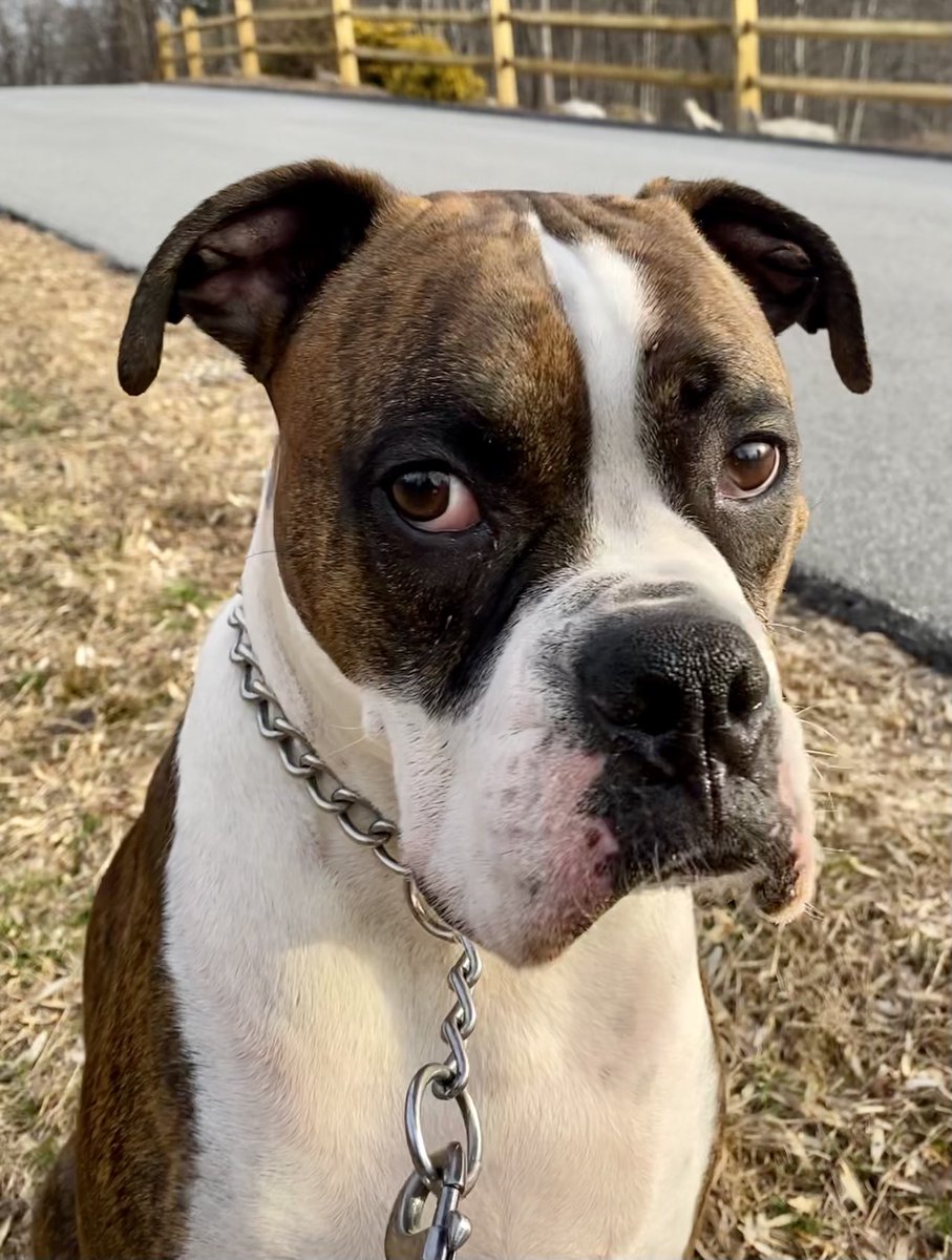 Happy Saturday! Boop❤️🐾

#HappySaturday #boop #boxerdog #DogsofTwitter #puppydogeyes